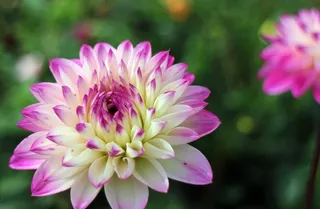 大丽花，大丽花，地热，植物，复合材料