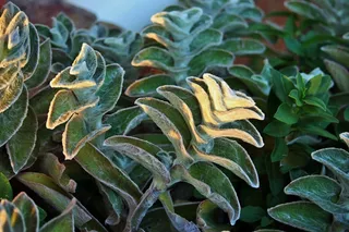 羔羊，植物，叶子，绿色，毛茸茸，下，轻