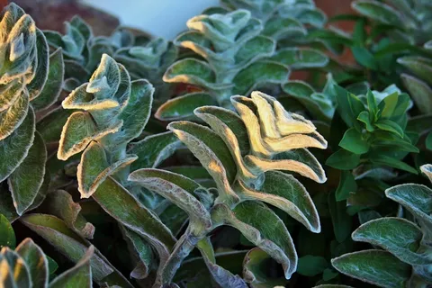 羔羊,植物,叶子,绿色,毛茸茸,下,轻 羔羊,植物,叶子,绿色,毛茸茸,下,轻