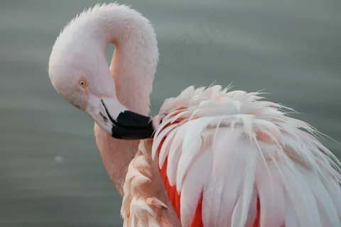 Phoenicopterus Chilensis,智利火烈鸟 Phoenicopterus Chilensis,智利火烈鸟