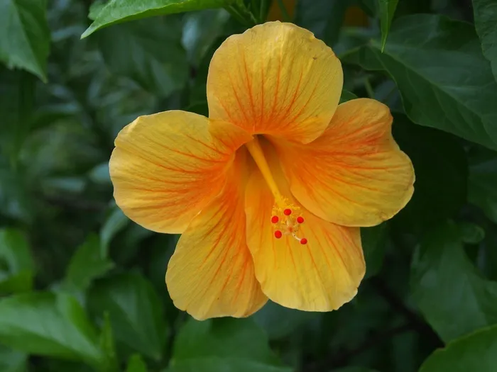 芙蓉，裂，黄