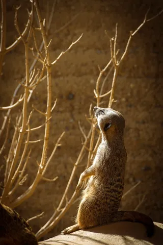 猫鼬，非洲，野生，动物园，动物，自然