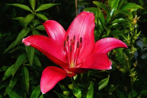 花,开花,盛开,百合,红色,植物,关闭,颜 花,开花,盛开,百合,红色,植物,关闭,颜