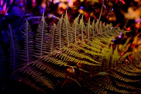 蕨类,植物,自然,叶子 蕨类,植物,自然,叶子