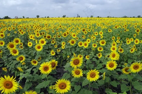 向日葵田，花，卡纳塔克邦，印度，花的