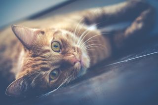 红色，猫，宠物，动物，可爱，可爱的猫咪，肖像，基蒂