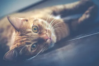 红色，猫，宠物，动物，可爱，可爱的猫咪，肖像，基蒂