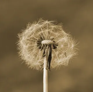 蒲公英，种子，植物，飞行的种子，春天，宏