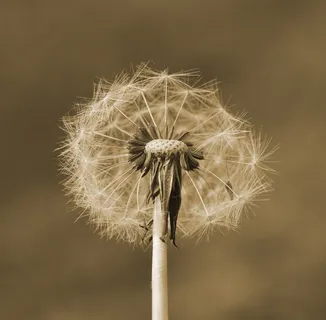 蒲公英,种子,植物,飞行的种子,春天,宏 蒲公英,种子,植物,飞行的种子,春天,宏