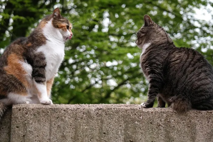 猫，家猫，英国短毛猫