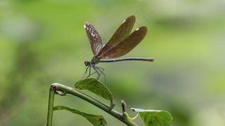 蜻蜓，中国，地质公园，教科文组织