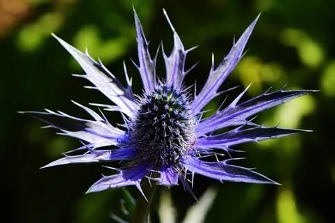 蓟，植物，花，性质，开花，盛开，紫