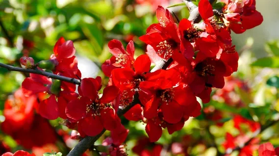 红色的花,春天,阳光 红色的花,春天,阳光