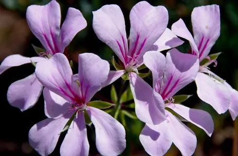 天竺葵，鹤，鲜花，盛开，薰衣草，红色