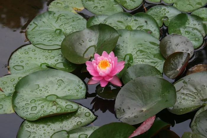 莲花，花，自然，盛开，池塘，花园
