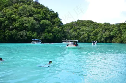 海豚,帕劳,海滩,观海豚,海豚表演 海豚,帕劳,海滩,观海豚,海豚表演