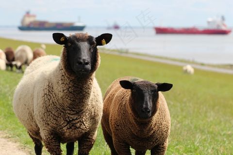 羊，Deichschaf，堤，休息，群羊，动物