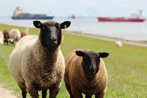 羊，Deichschaf，堤，休息，群羊，动物