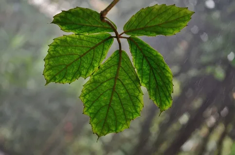 叶子,绿色,性质,植物,夏天,树,宏,花园 叶子,绿色,性质,植物,夏天,树,宏,花园