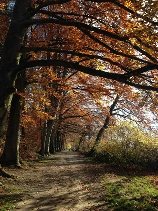 森林，自然，离，秋天，树木