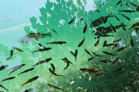 鱼,湖,水,自然,钓鱼,江,野生动物 鱼,湖,水,自然,钓鱼,江,野生动物