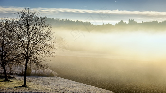 冬季，早晨，雾，树，森林，自然，景观