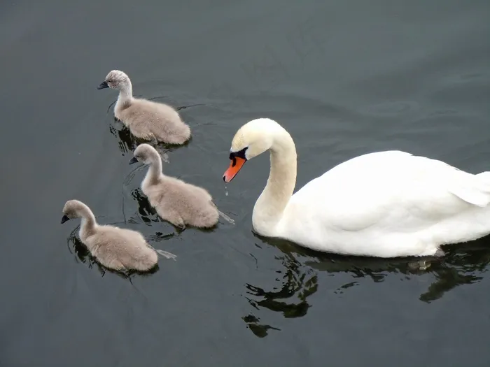 Schwaenenfamilie，天鹅，天鹅婴儿
