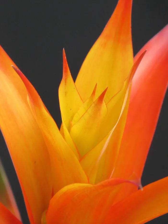 花，Guzmania，开花，凤梨科
