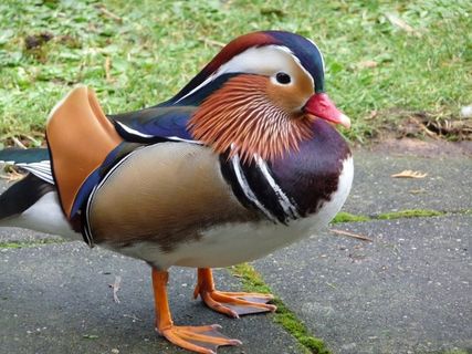 鸭，男，井，Veluwe，假日公园