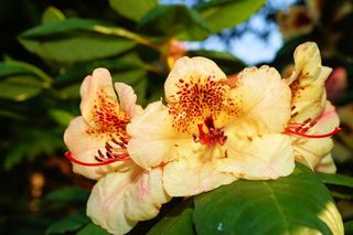 杜鹃花，鲜花，布什，嫩，Frühlingsanfang