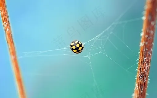 瓢虫,甲虫,黄色,点,干燥草原-瓢虫 瓢虫,甲虫,黄色,点,干燥草原-瓢虫