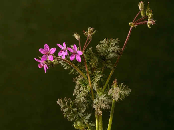 花，开花，小花，野花