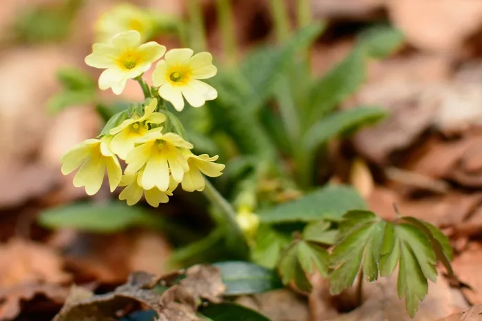 森林，Cowslip，森林报春花，高月见草