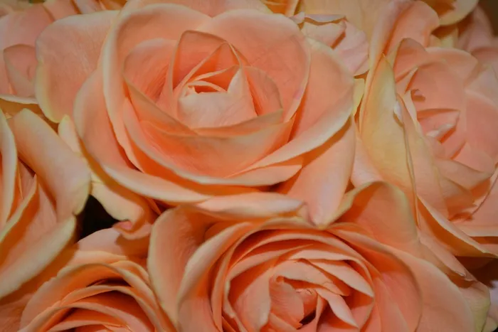 玫瑰，花束，安排，鲜花，花的，植物