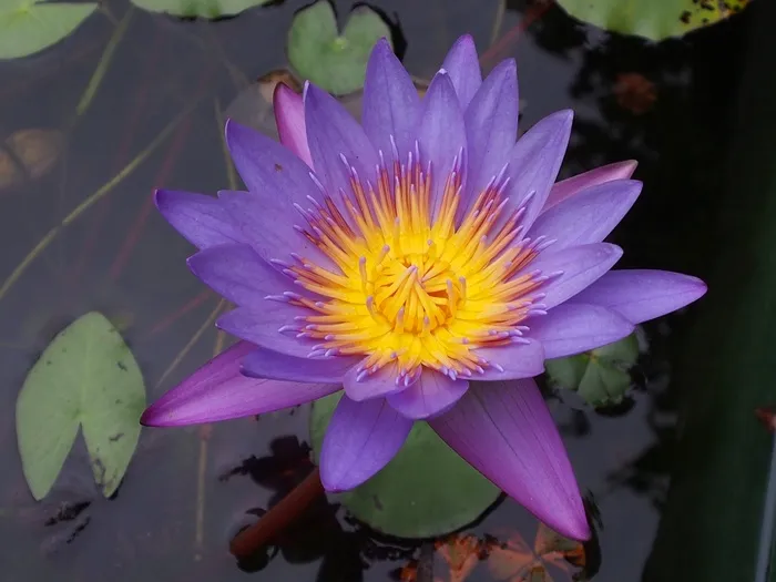 莲花，紫色，花，植物，自然