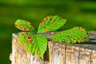 秋，叶子，叶子，金色的秋天，秋天的树叶