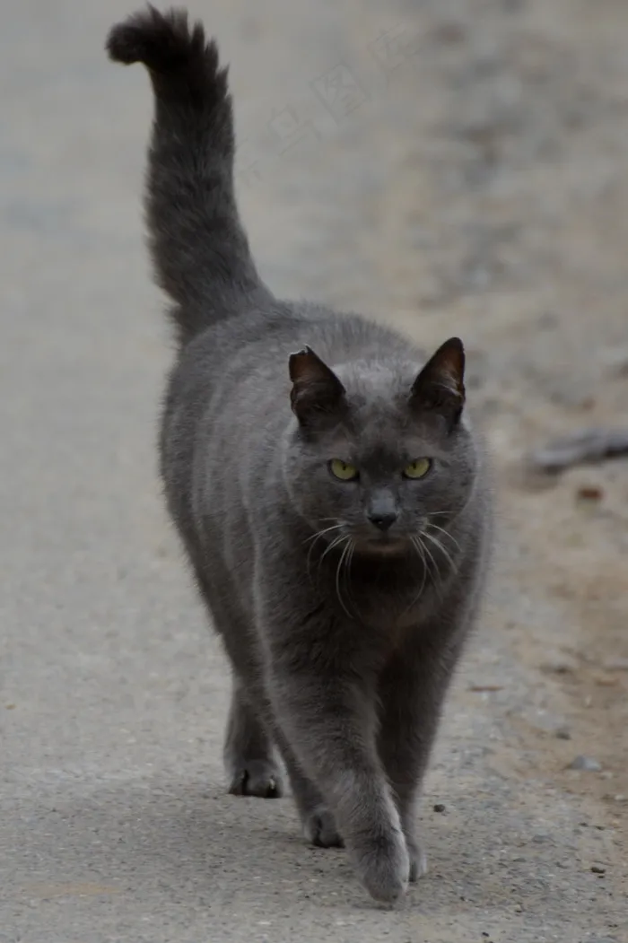 猫，猫，动物，笛卡尔