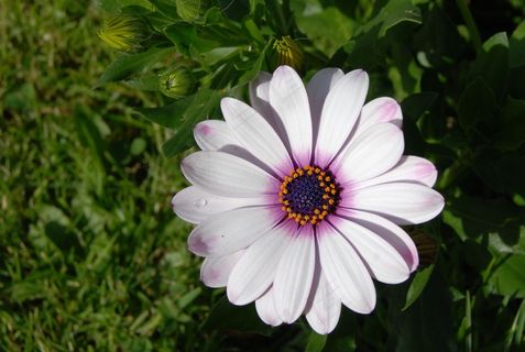 骨乳,非洲,雏菊,花,绽放,特写 骨乳,非洲,雏菊,花,绽放,特写