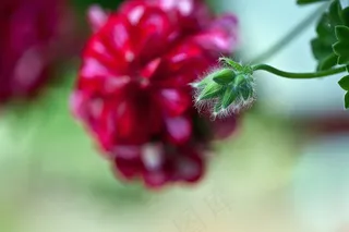 天竺葵，花蕾，花，植物，自然