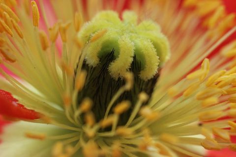 罂粟，开花，春，花，植物，红色