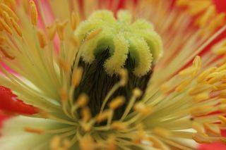 罂粟，开花，春，花，植物，红色