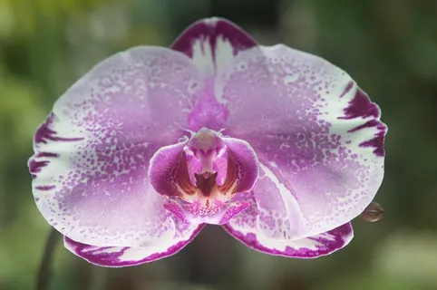 兰花，花，紫色，宏，植物园