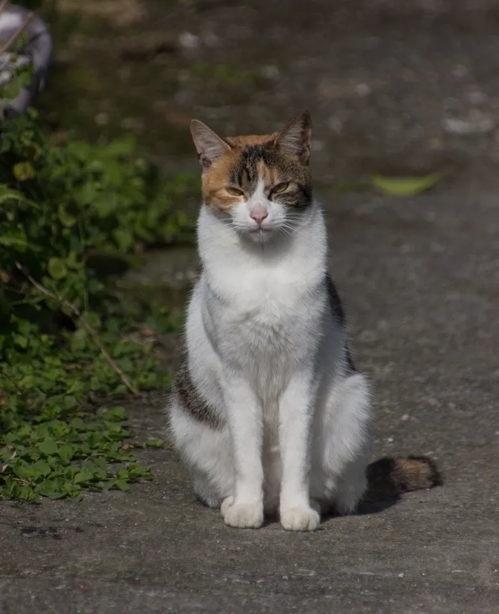 猫，宠物，*