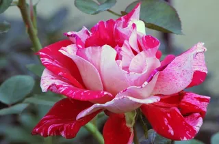 玫瑰，条纹，发现，花，花的，自然，植物