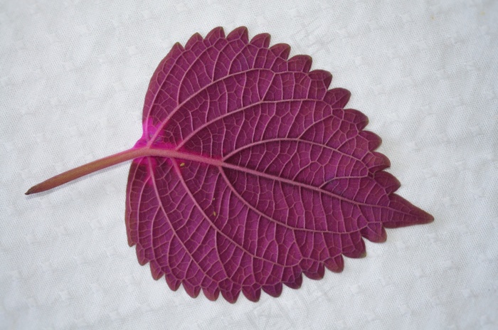 叶子，自然，自然，植物，叶子，花园，花的