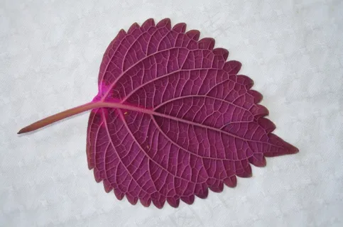 叶子,自然,自然,植物,叶子,花园,花的 叶子,自然,自然,植物,叶子,花园,花的