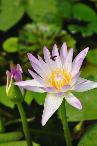 颜色，莲花，泰国莲花，蜜蜂