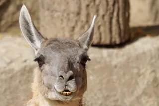 骆马，高山，Paarhufer，哺乳动物