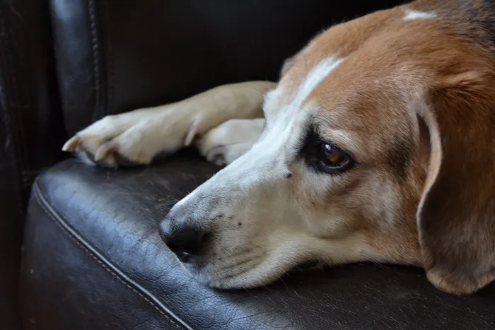 小猎犬，狗，伤心的狗，宠物，犬，动物，家养