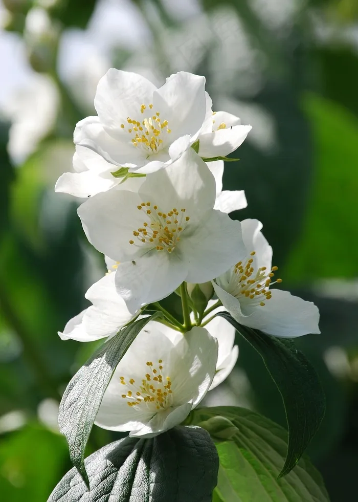 寻常的丁香，模拟橙，花，灌木，特写